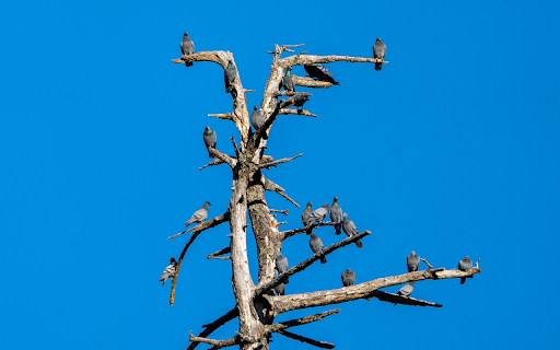 Birds on dry trees from Chrome web store to be run with OffiDocs Chromium online Birds on dry trees from Chrome web store to be run with OffiDocs Chromium online