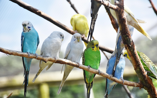 Birds perch from Chrome web store to be run with OffiDocs Chromium online Birds perch from Chrome web store to be run with OffiDocs Chromium online