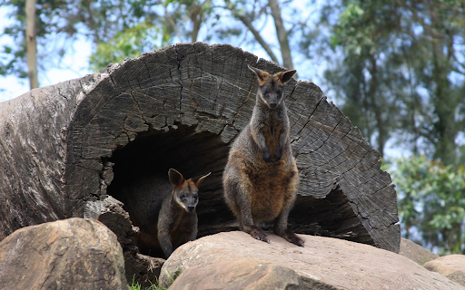 Black and gray kangaroo from Chrome web store to be run with OffiDocs Chromium online Black and gray kangaroo from Chrome web store to be run with OffiDocs Chromium online