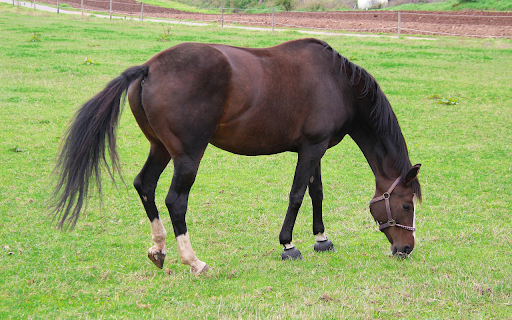 Black brown horse with white legs from Chrome web store to be run with OffiDocs Chromium online Black brown horse with white legs from Chrome web store to be run with OffiDocs Chromium online