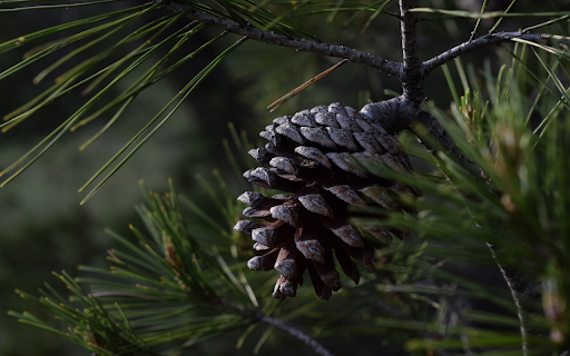 black pinecone from Chrome web store to be run with OffiDocs Chromium online black pinecone from Chrome web store to be run with OffiDocs Chromium online