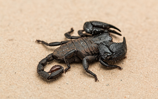 Black scorpion from Chrome web store to be run with OffiDocs Chromium online Black scorpion from Chrome web store to be run with OffiDocs Chromium online