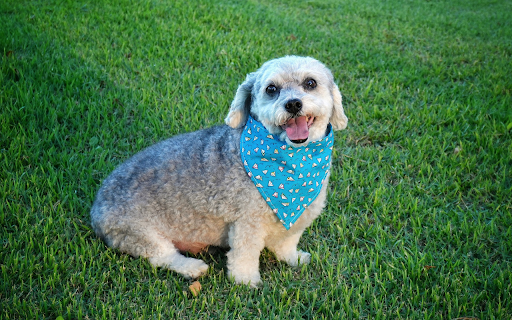 Blue bib dog from Chrome web store to be run with OffiDocs Chromium online Blue bib dog from Chrome web store to be run with OffiDocs Chromium online