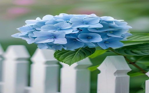 Blue hydrangea cluster wallpaper from Chrome web store to be run with OffiDocs Chromium online Blue hydrangea cluster wallpaper from Chrome web store to be run with OffiDocs Chromium online