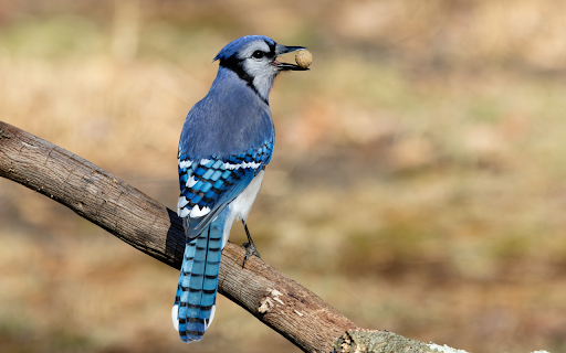 Blue tailed bird from Chrome web store to be run with OffiDocs Chromium online Blue tailed bird from Chrome web store to be run with OffiDocs Chromium online