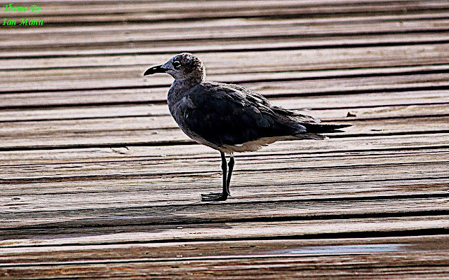 Boardwalk Bird from Chrome web store to be run with OffiDocs Chromium online Boardwalk Bird from Chrome web store to be run with OffiDocs Chromium online