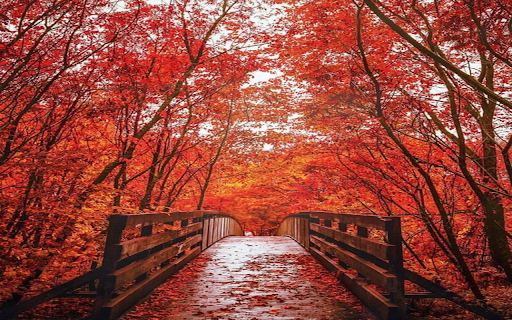 Bridge between red leaf trees wallpaper from Chrome web store to be run with OffiDocs Chromium online Bridge between red leaf trees wallpaper from Chrome web store to be run with OffiDocs Chromium online