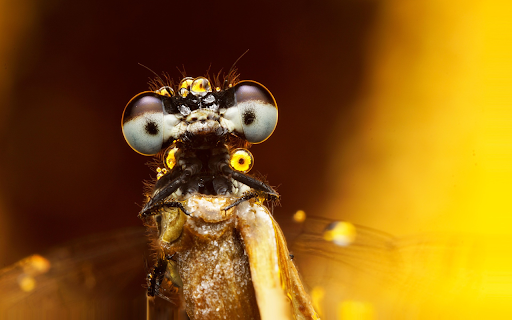 Bright eyes from Chrome web store to be run with OffiDocs Chromium online Bright eyes from Chrome web store to be run with OffiDocs Chromium online