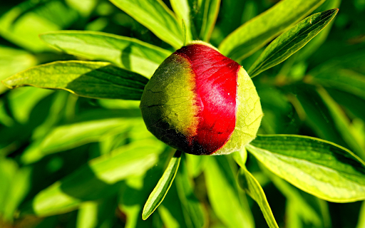 Brilliant flower buds from Chrome web store to be run with OffiDocs Chromium online Brilliant flower buds from Chrome web store to be run with OffiDocs Chromium online