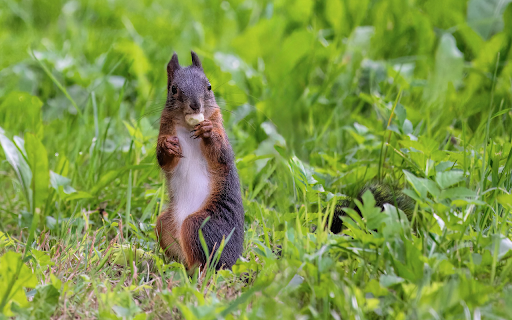 Brown squirrel eats nuts from Chrome web store to be run with OffiDocs Chromium online Brown squirrel eats nuts from Chrome web store to be run with OffiDocs Chromium online