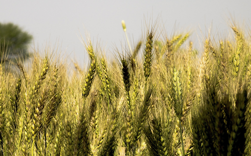 Bumper harvest from Chrome web store to be run with OffiDocs Chromium online Bumper harvest from Chrome web store to be run with OffiDocs Chromium online