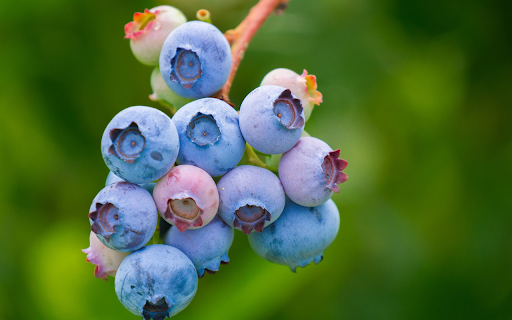 Bunches of blueberries from Chrome web store to be run with OffiDocs Chromium online Bunches of blueberries from Chrome web store to be run with OffiDocs Chromium online