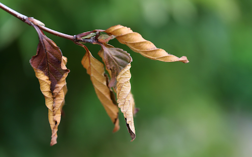 Bunches of dry leaves from Chrome web store to be run with OffiDocs Chromium online Bunches of dry leaves from Chrome web store to be run with OffiDocs Chromium online