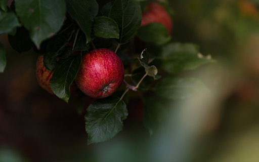 Bunches of ripe red apples from Chrome web store to be run with OffiDocs Chromium online Bunches of ripe red apples from Chrome web store to be run with OffiDocs Chromium online