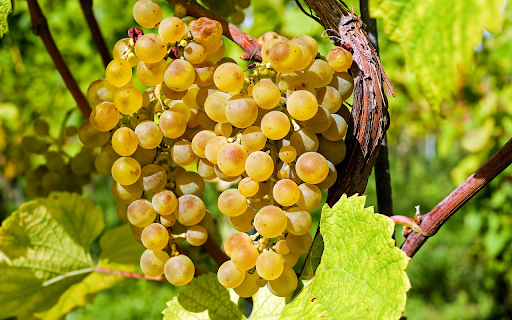 Bunch of golden grapes from Chrome web store to be run with OffiDocs Chromium online Bunch of golden grapes from Chrome web store to be run with OffiDocs Chromium online