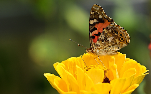 Butterflies perch on yellow flowers from Chrome web store to be run with OffiDocs Chromium online Butterflies perch on yellow flowers from Chrome web store to be run with OffiDocs Chromium online