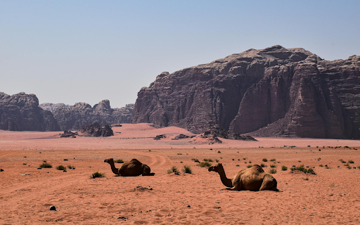Camels Resting by the Mountain from Chrome web store to be run with OffiDocs Chromium online Camels Resting by the Mountain from Chrome web store to be run with OffiDocs Chromium online