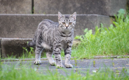 Cats roam from Chrome web store to be run with OffiDocs Chromium online Cats roam from Chrome web store to be run with OffiDocs Chromium online