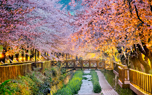 Cherry Blossom Forest on a Bridge and Pathway Theme from Chrome web store to be run with OffiDocs Chromium online Cherry Blossom Forest on a Bridge and Pathway Theme from Chrome web store to be run with OffiDocs Chromium online