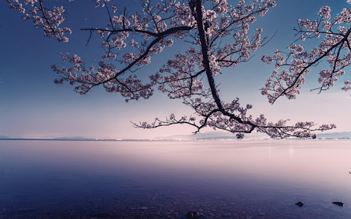 CHERRY BLOSSOM Theme from Chrome web store to be run with OffiDocs Chromium online CHERRY BLOSSOM Theme from Chrome web store to be run with OffiDocs Chromium online