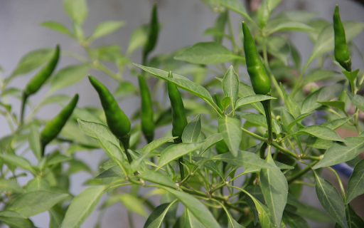 Chili plant and green fruits from Chrome web store to be run with OffiDocs Chromium online Chili plant and green fruits from Chrome web store to be run with OffiDocs Chromium online