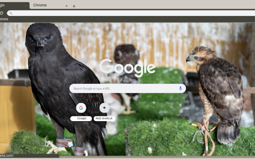 Chim dai bang den from Chrome web store to be run with OffiDocs Chromium online Chim dai bang den from Chrome web store to be run with OffiDocs Chromium online