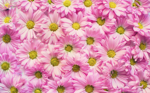 Chrysanthemum arrangement from Chrome web store to be run with OffiDocs Chromium online Chrysanthemum arrangement from Chrome web store to be run with OffiDocs Chromium online
