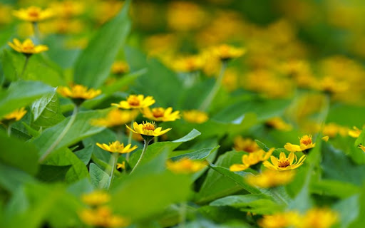CHRYSANTHEMUMS Theme from Chrome web store to be run with OffiDocs Chromium online CHRYSANTHEMUMS Theme from Chrome web store to be run with OffiDocs Chromium online