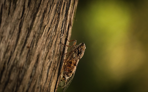 Cicada on the tree from Chrome web store to be run with OffiDocs Chromium online Cicada on the tree from Chrome web store to be run with OffiDocs Chromium online