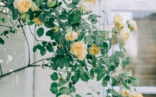Climbing Roses in Creamy Yellow Hues from Chrome web store to be run with OffiDocs Chromium online Climbing Roses in Creamy Yellow Hues from Chrome web store to be run with OffiDocs Chromium online