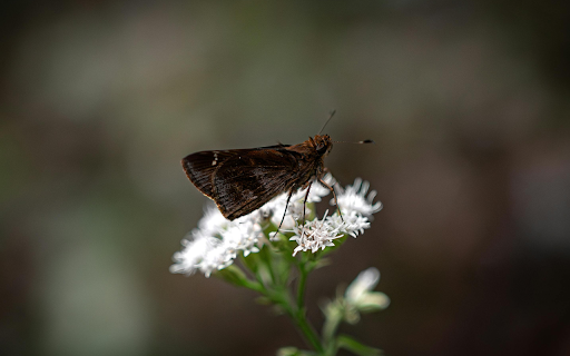 Close up of Moth Pollinating on a White Flower from Chrome web store to be run with OffiDocs Chromium online Close up of Moth Pollinating on a White Flower from Chrome web store to be run with OffiDocs Chromium online