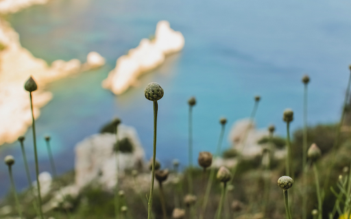 Coastal Blooms from Chrome web store to be run with OffiDocs Chromium online Coastal Blooms from Chrome web store to be run with OffiDocs Chromium online