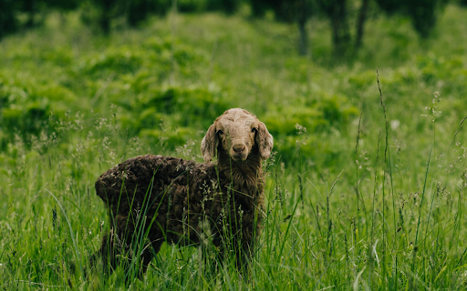 Coffee colored Lamb from Chrome web store to be run with OffiDocs Chromium online Coffee colored Lamb from Chrome web store to be run with OffiDocs Chromium online