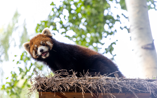 Coffee colored panda from Chrome web store to be run with OffiDocs Chromium online Coffee colored panda from Chrome web store to be run with OffiDocs Chromium online