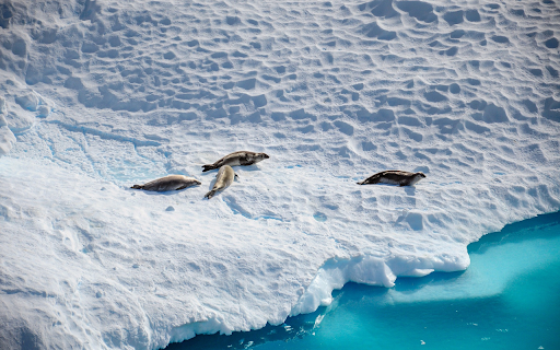 Cold zone otters from Chrome web store to be run with OffiDocs Chromium online Cold zone otters from Chrome web store to be run with OffiDocs Chromium online