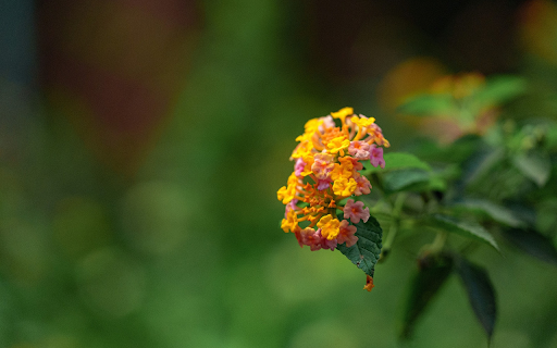 Color changing flower branch from Chrome web store to be run with OffiDocs Chromium online Color changing flower branch from Chrome web store to be run with OffiDocs Chromium online