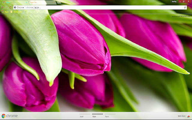 Colorful Flower Green Pink Tulip from Chrome web store to be run with OffiDocs Chromium online Colorful Flower Green Pink Tulip from Chrome web store to be run with OffiDocs Chromium online