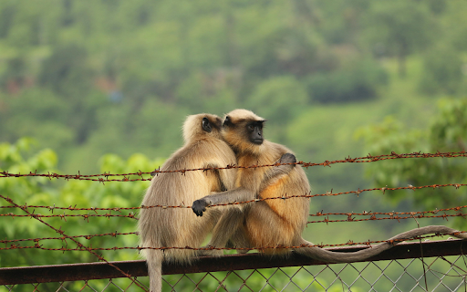 Compassion in the Wild from Chrome web store to be run with OffiDocs Chromium online Compassion in the Wild from Chrome web store to be run with OffiDocs Chromium online