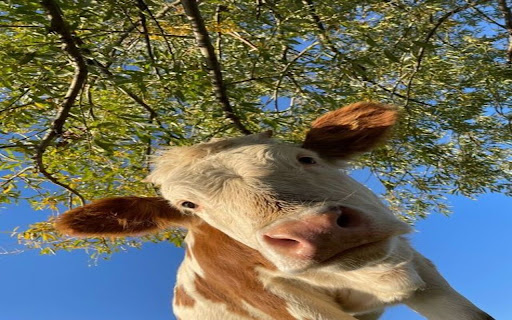 cow wallpaper from Chrome web store to be run with OffiDocs Chromium online cow wallpaper from Chrome web store to be run with OffiDocs Chromium online