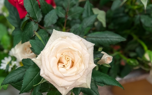 Cream colored roses from Chrome web store to be run with OffiDocs Chromium online Cream colored roses from Chrome web store to be run with OffiDocs Chromium online