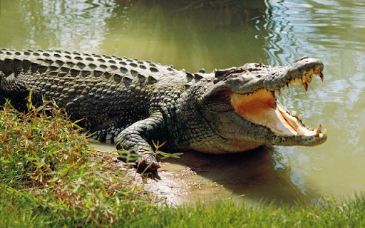 Crocodile from Chrome web store to be run with OffiDocs Chromium online Crocodile from Chrome web store to be run with OffiDocs Chromium online
