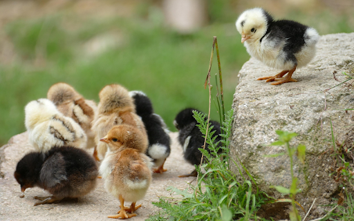 Cute, adorable chicks from Chrome web store to be run with OffiDocs Chromium online Cute, adorable chicks from Chrome web store to be run with OffiDocs Chromium online