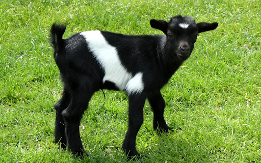 Cute baby goat from Chrome web store to be run with OffiDocs Chromium online Cute baby goat from Chrome web store to be run with OffiDocs Chromium online