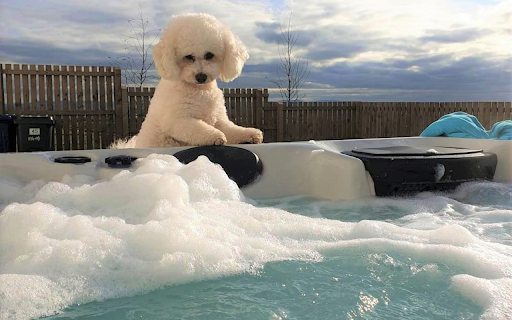 Cute landscape dog from Chrome web store to be run with OffiDocs Chromium online Cute landscape dog from Chrome web store to be run with OffiDocs Chromium online