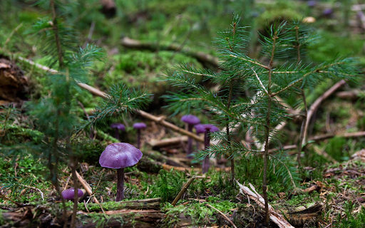 Cute little purple mushrooms from Chrome web store to be run with OffiDocs Chromium online Cute little purple mushrooms from Chrome web store to be run with OffiDocs Chromium online