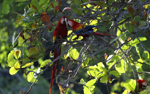 Cute Macaw from Chrome web store to be run with OffiDocs Chromium online Cute Macaw from Chrome web store to be run with OffiDocs Chromium online