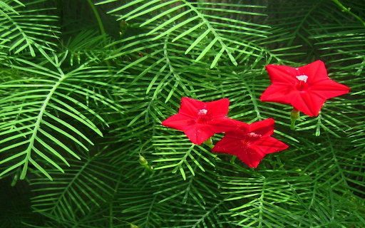 Cypress Flower Wallpaper from Chrome web store to be run with OffiDocs Chromium online Cypress Flower Wallpaper from Chrome web store to be run with OffiDocs Chromium online