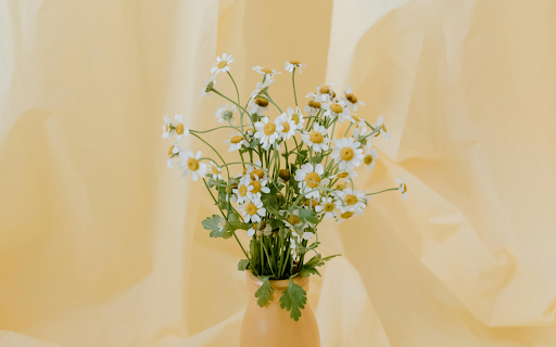 Daisies in a Flower Vase from Chrome web store to be run with OffiDocs Chromium online Daisies in a Flower Vase from Chrome web store to be run with OffiDocs Chromium online