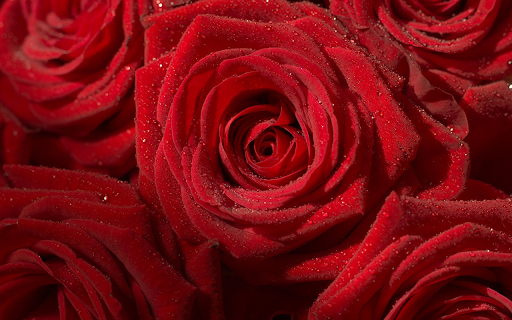 daisy red roses from Chrome web store to be run with OffiDocs Chromium online daisy red roses from Chrome web store to be run with OffiDocs Chromium online