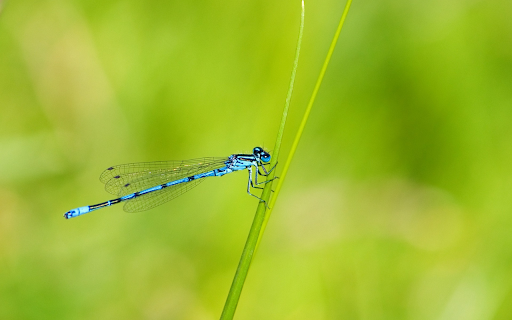 Dark green damselfly from Chrome web store to be run with OffiDocs Chromium online Dark green damselfly from Chrome web store to be run with OffiDocs Chromium online